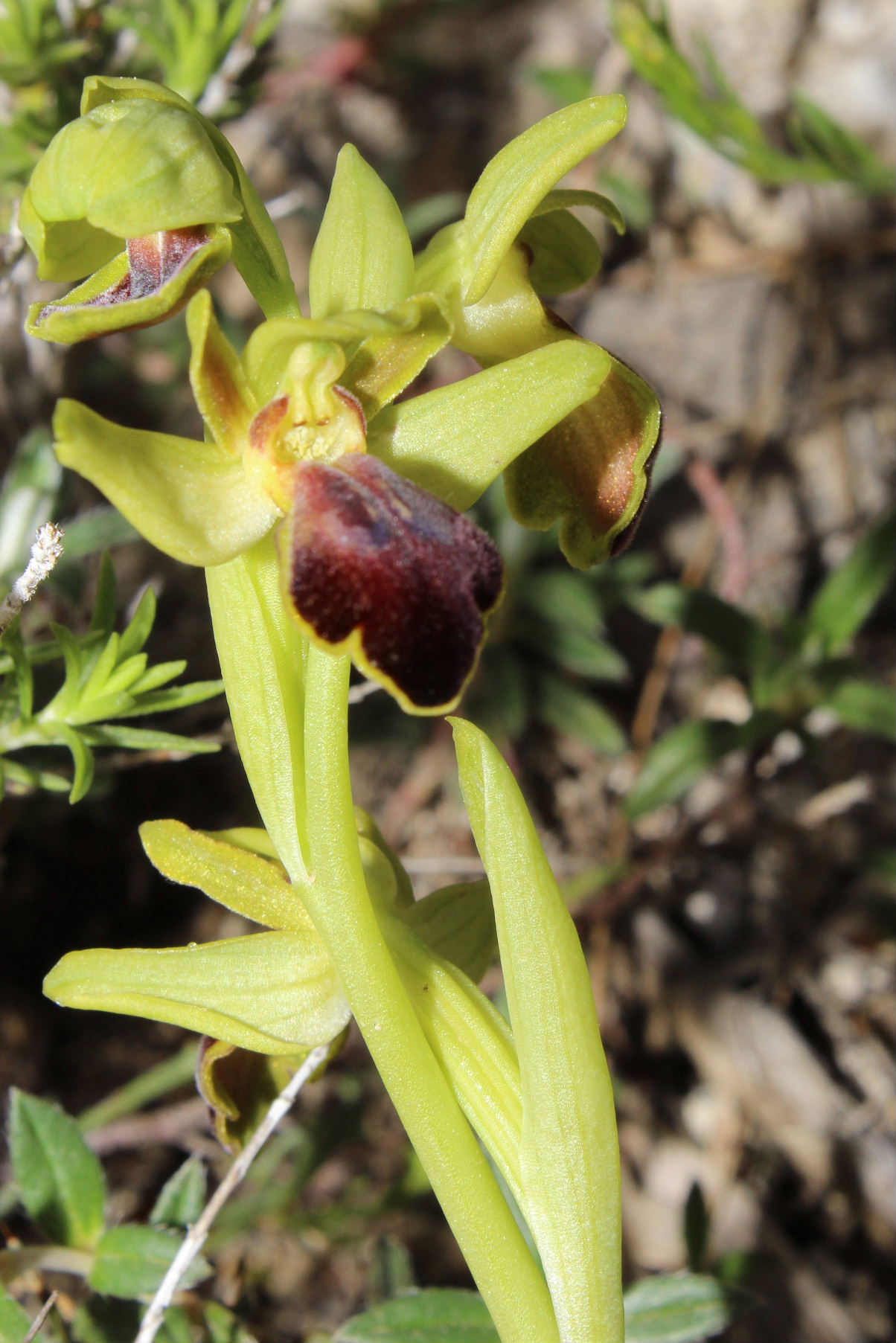 Ophrys fusca da determinare